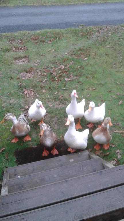 Hebergement Dans Un Domaine A Litteau Exteriör bild